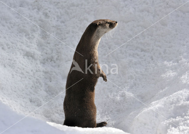 European Otter (Lutra lutra)