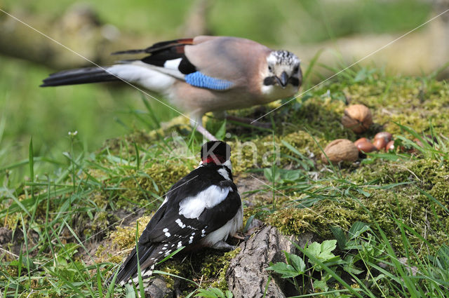 Eurasian Jay (Garrulus glandarius)