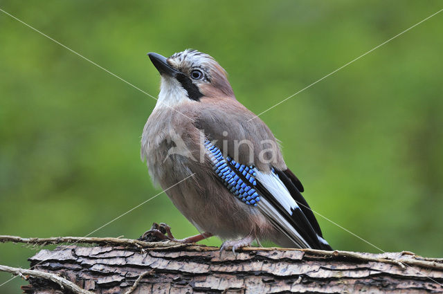 Vlaamse Gaai (Garrulus glandarius)