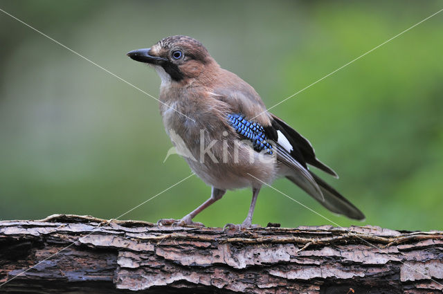 Eurasian Jay (Garrulus glandarius)