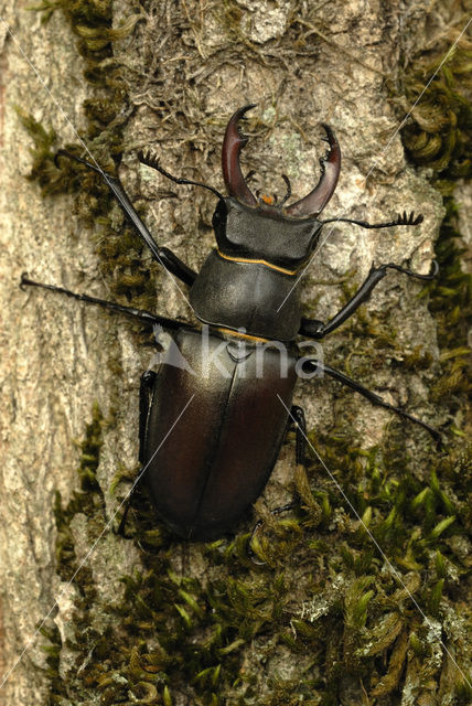 Stag Beetle (Lucanus cervus)