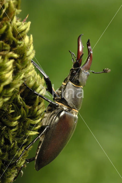 Stag Beetle (Lucanus cervus)