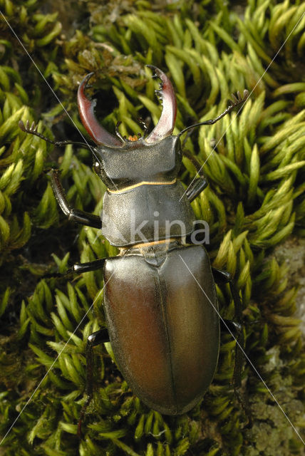 Stag Beetle (Lucanus cervus)