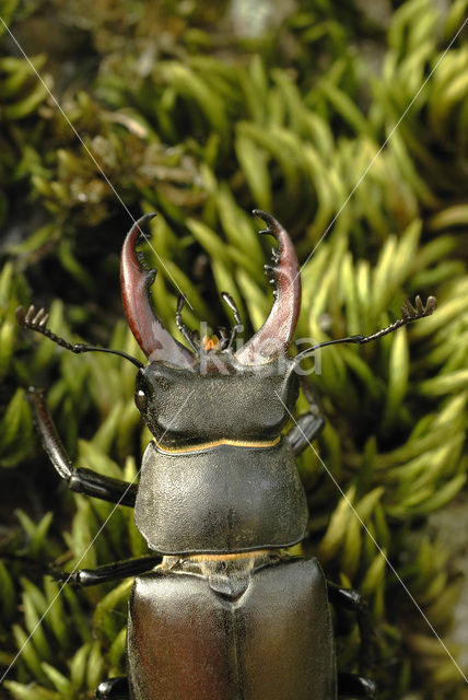 Stag Beetle (Lucanus cervus)