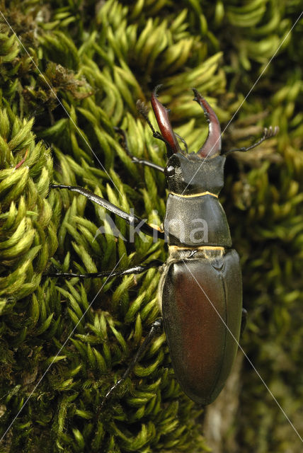 Stag Beetle (Lucanus cervus)