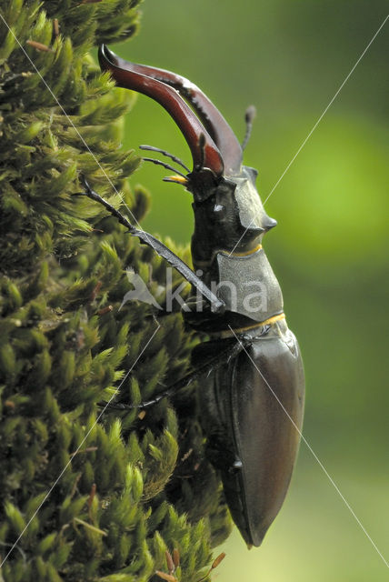 Stag Beetle (Lucanus cervus)