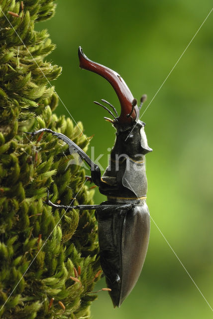 Stag Beetle (Lucanus cervus)