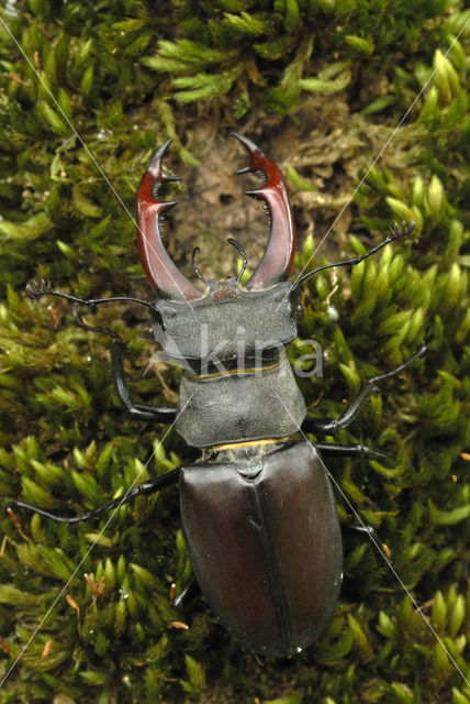 Stag Beetle (Lucanus cervus)