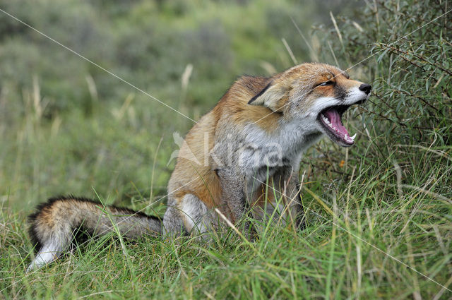 Fox (Vulpes vulpes)