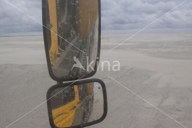 Waddensea