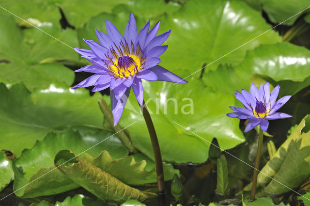 Water lily Nymphaea Director G.T Moore (Nymphaea director G.T Moore)