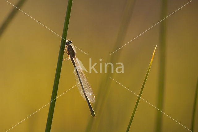 Watersnuffel (Enallagma cyathigerum)