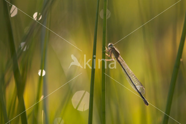 Watersnuffel (Enallagma cyathigerum)