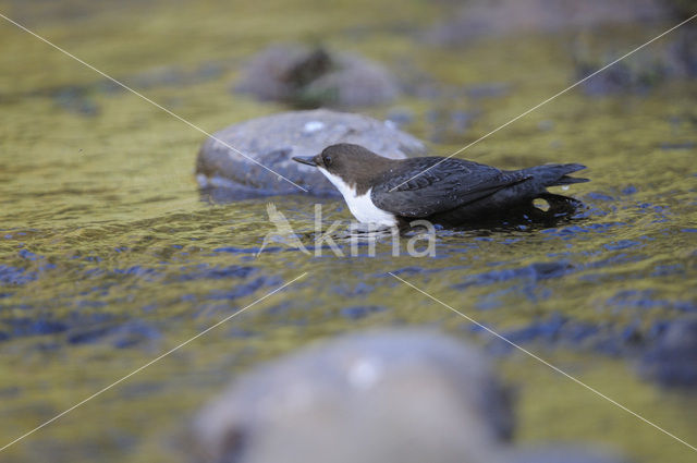 White-throated Dipper (Cinclus cinclus)