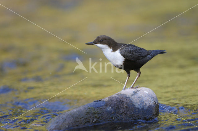 White-throated Dipper (Cinclus cinclus)