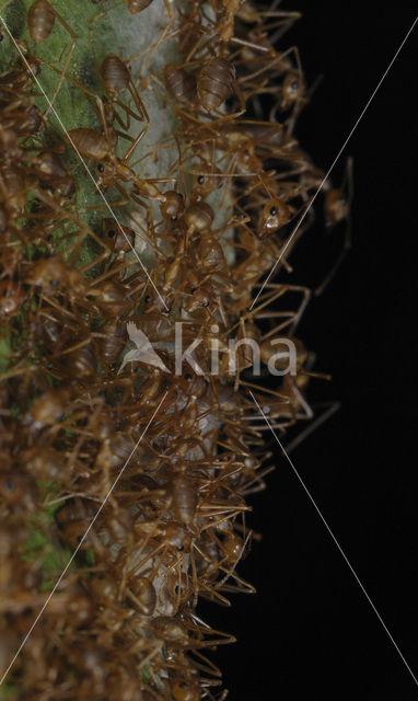 Green ants (Oecophylla sp.)