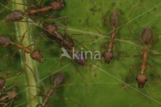 Green ants (Oecophylla sp.)