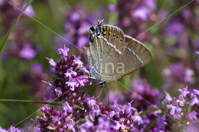 Blue-spot Hairstreak (Satyrium spini)