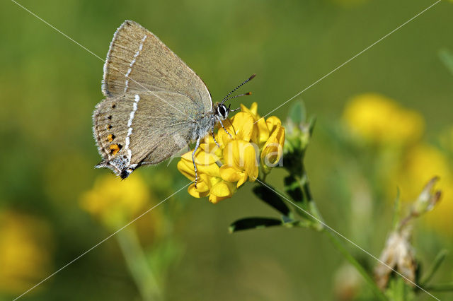 Blue-spot Hairstreak (Satyrium spini)