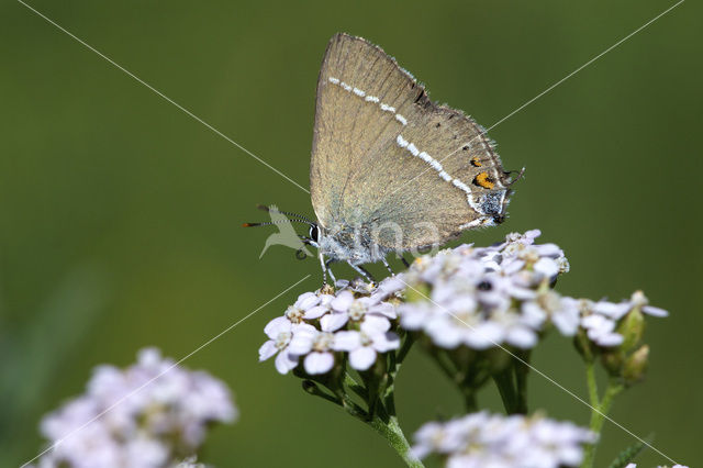 Blue-spot Hairstreak (Satyrium spini)
