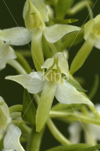 Welriekende nachtorchis (Platanthera bifolia)