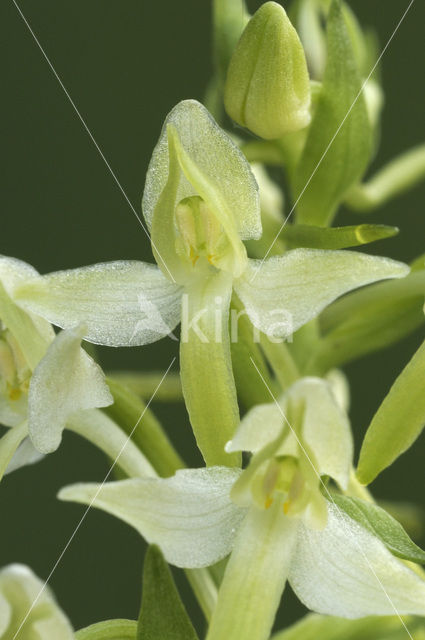 Welriekende nachtorchis (Platanthera bifolia)