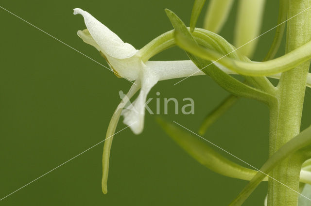 Welriekende nachtorchis (Platanthera bifolia)