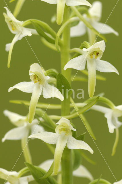 Lesser Butterfly-orchid (Platanthera bifolia)