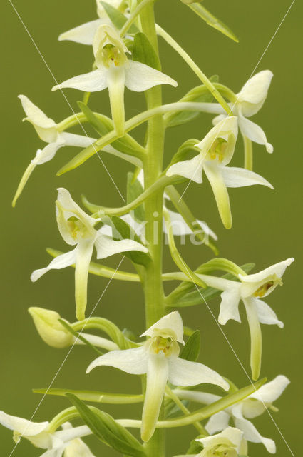 Lesser Butterfly-orchid (Platanthera bifolia)