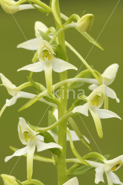 Welriekende nachtorchis (Platanthera bifolia)