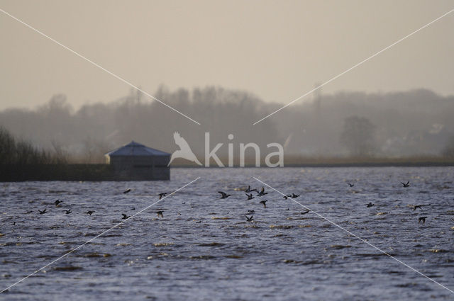 Westerbroekstermadepolder