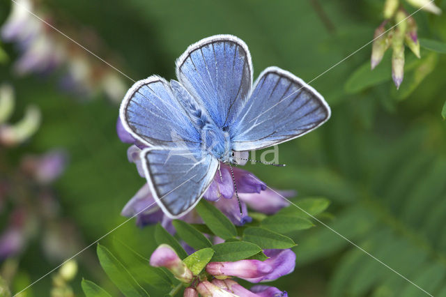 Amanda’s Blue (Polyommatus amandus)