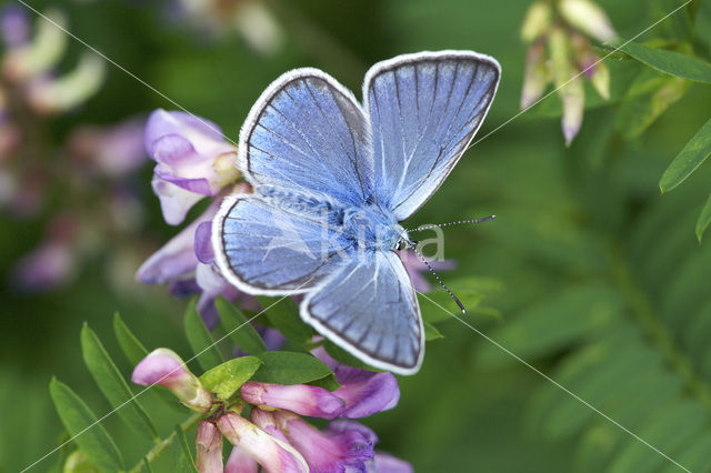 Wikkeblauwtje (Polyommatus amandus)