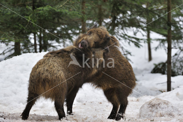 Wild Boar (Sus scrofa)