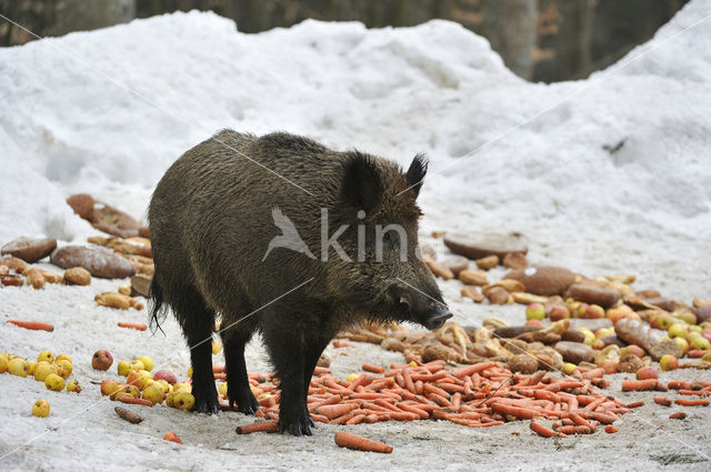 Wild Boar (Sus scrofa)