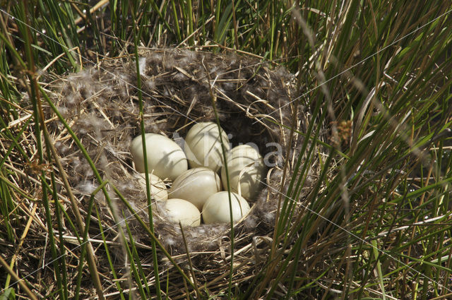 Wilde Eend (Anas platyrhynchos)