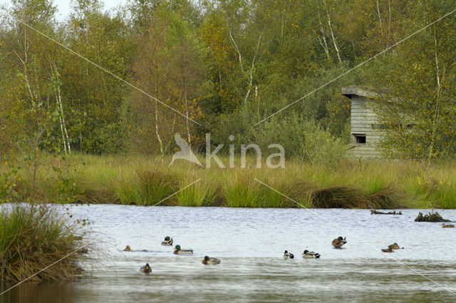 Wilde Eend (Anas platyrhynchos)