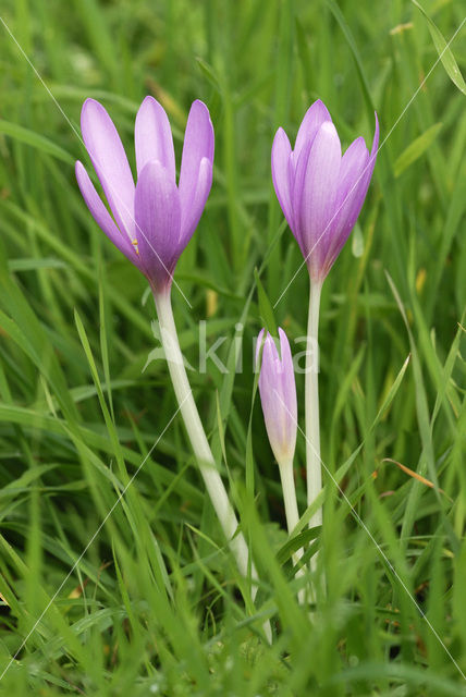 Meadow Saffron (Colchicum autumnale)