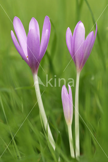 Meadow Saffron (Colchicum autumnale)