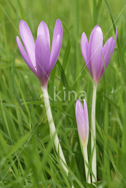 Wilde herfsttijloos (Colchicum autumnale)