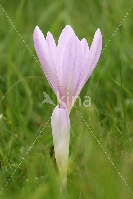 Wilde herfsttijloos (Colchicum autumnale)