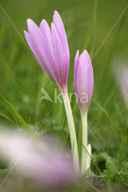 Wilde herfsttijloos (Colchicum autumnale)