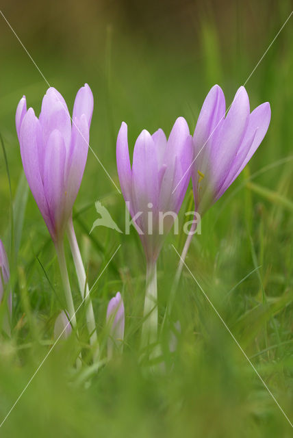 Wilde herfsttijloos (Colchicum autumnale)