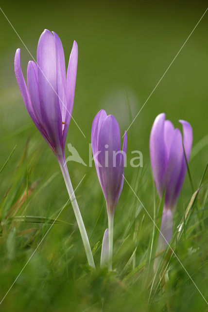 Wilde herfsttijloos (Colchicum autumnale)