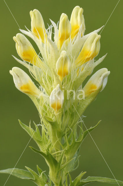 Wilde weit (Melampyrum arvense)
