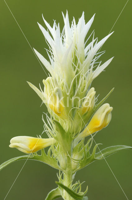 Field Cow-wheat (Melampyrum arvense)