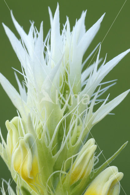 Wilde weit (Melampyrum arvense)