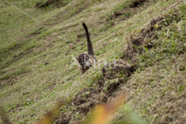 White-nosed Coati (Nasua narica)