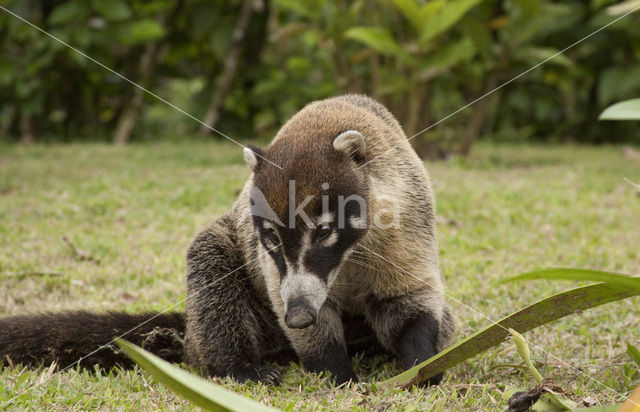 White-nosed Coati (Nasua narica)