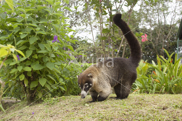 White-nosed Coati (Nasua narica)